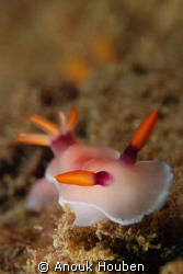 Hypselodoris bullockii. Picture taken on the second reef ... by Anouk Houben 